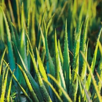 dealoevera342x342
